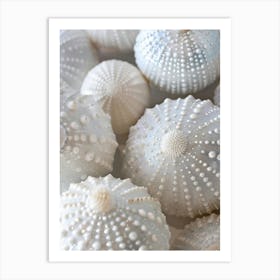 White Seashells Art Print