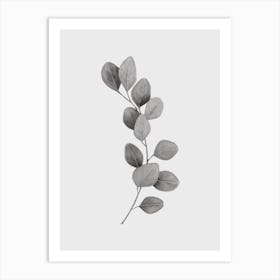 Eucolyptus Leaf Black And White Art Print