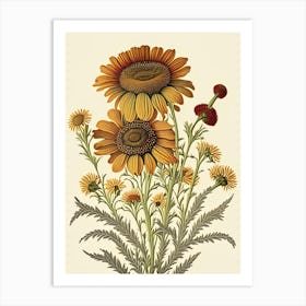 Helenium Wildflower Vintage Botanical 1 Art Print