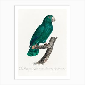 The Cuban Amazon From Natural History Of Parrots, Francois Levaillant Art Print