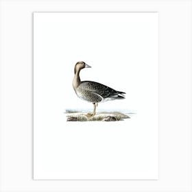 Vintage Greater White Fronted Goose Bird Illustration on Pure White n.0010 Art Print