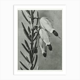 Winter Heath, Karl Blossfeldt Art Print