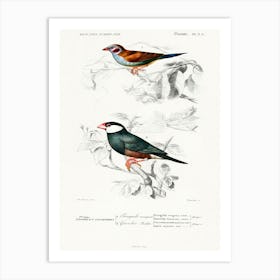 Red Cheeked Cordonbleu And Java Sparrow, Charles Dessalines D' Orbigny Art Print