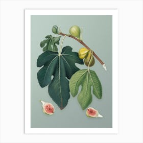 Vintage Fig Botanical Art on Mint Green n.0243 Art Print