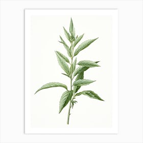 Lemon Verbena Vintage Botanical Herbs 3 Art Print