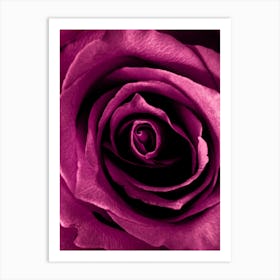 Depp Pink Rose Art Print