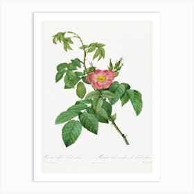 Rosa Villosa Terebenthina, Pierre Joseph Redoute Art Print