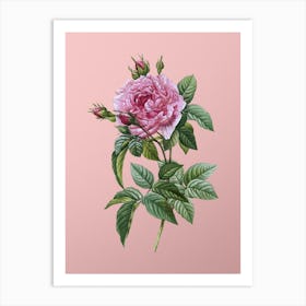 Vintage Pink French Rose Botanical on Soft Pink n.0471 Art Print