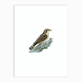 Vintage Eurasian Wryneck Bird Illustration on Pure White Art Print