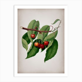 Vintage Cherry Botanical on Parchment n.0319 Art Print