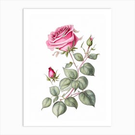 Rose Floral Quentin Blake Inspired Illustration 1 Flower Art Print