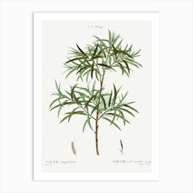 Bitter Willow, Pierre Joseph Redoute Art Print