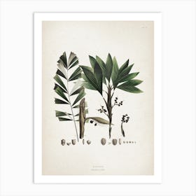 Vintage Martius 6 Bactris Hirta Art Print