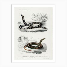 Anilius And Slug Eater, Charles Dessalines D'Orbigny Art Print