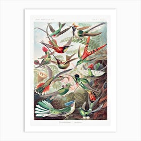 Trochilidae By Ernst Haeckel (1904) Art Print