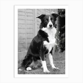 That Border Collie look Art Print