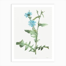 Chicory, Pierre Joseph Redoute Art Print