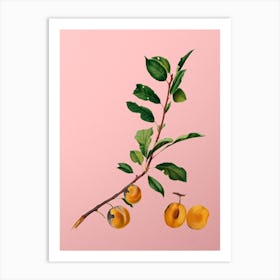 Vintage Apricot Botanical on Soft Pink n.0341 Art Print