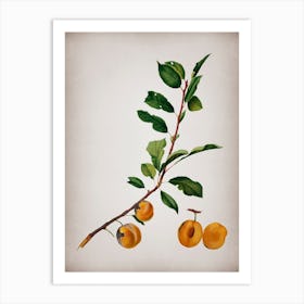 Vintage Apricot Botanical on Parchment n.0046 Art Print