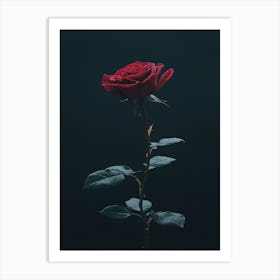 Dark Rose 145 Art Print