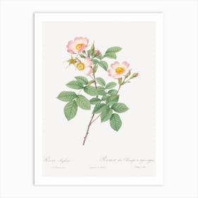 Short Styled Field Rose, Pierre Joseph Redoute Art Print