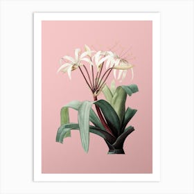 Vintage Crinum Erubescens Botanical on Soft Pink n.0905 Art Print