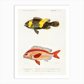 Different Types Of Fishes, Charles Dessalines D'Orbigny 6 Art Print