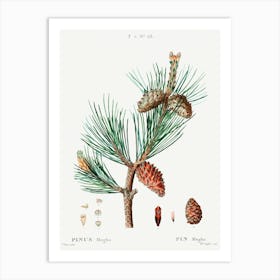 Creeping Pine, Pierre Joseph Redoute Art Print