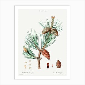 Creeping Pine, Pierre Joseph Redoute Poster