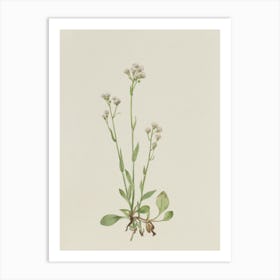 Flowering Plant Art Print