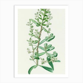 Shepherd'S Purse Herb Pencil Colour Art Print