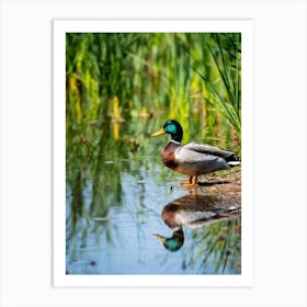 Anas Platyrhynchos Commonly Known As The Mallard Duck Its Speckled Brown Plumage Glimmering In The (1) Art Print