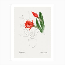 Orchid Cactus, Familie Der Cacteen Art Print
