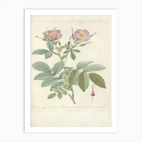 Rose Illustration, Pierre Joseph Redoute, Pierre Joseph Redoute (118) Art Print