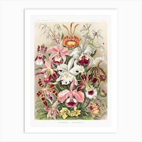 Orchideae–Denusblumen Orchid Variations, Ernst Haeckel Vintage Art Print