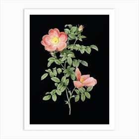Vintage Red Sweetbriar Rose Botanical Illustration on Solid Black Art Print