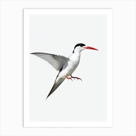 Common Tern B&W Pencil Drawing 2 Bird Art Print