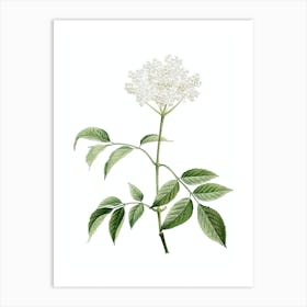 Vintage Elderflower Tree Botanical Illustration on Pure White n.0186 Art Print