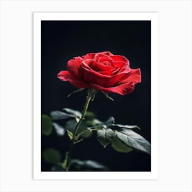 Red Rose On Black Background 32 Art Print