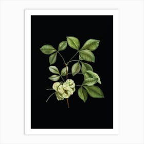 Vintage Common Hoptree Botanical Illustration on Solid Black n.0641 Art Print