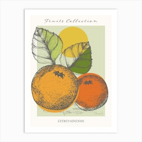 Citrus Collection Orange Fruit Art Print