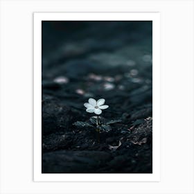 White Flower 24 Art Print