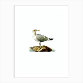 Vintage European Herring Gull Bird Illustration on Pure White n.0109 Art Print