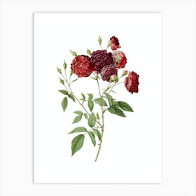 Vintage Ternaux Rose Bloom Botanical Illustration on Pure White n.0232 Art Print