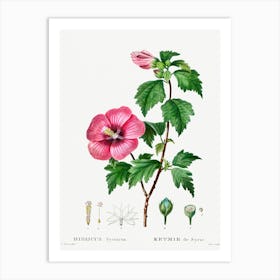 Rose Of Sharon, Pierre Joseph Redoute Art Print