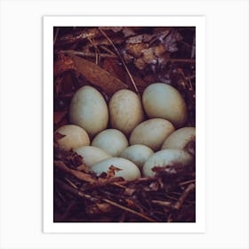 Nest Of Eggs Art Print