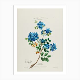 Blue Hibiscus Art Print