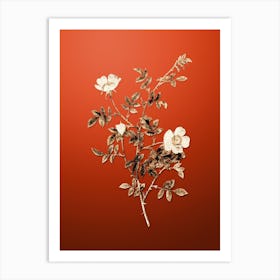 Gold Botanical Pink Hedge Rose in Bloom on Tomato Red n.0443 Art Print