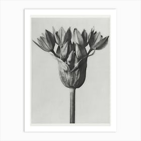 Allium Ostroroskianum, Karl Blossfeldt Art Print