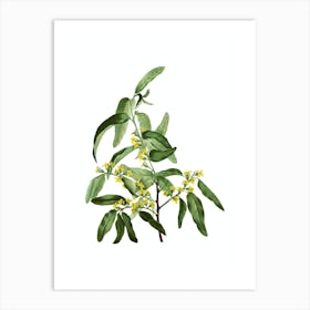 Vintage Russian Olive Botanical Illustration on Pure White n.0643 Art Print